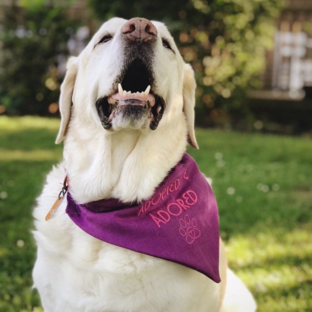 Adopted & Adored Over the Collar Pet Bandanna